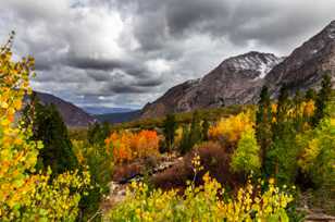 Tioga Pass aspens-8878.jpg